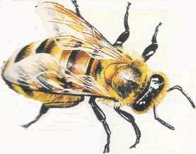 Пчелиный яд – кислота. Нейтрализовать её можно основанием