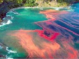 Динофлагелляты — крохотный планктон, который неожиданно зацветает и вызывает красные приливы