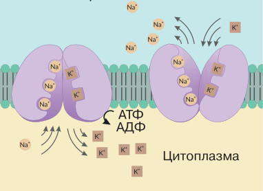 Принцип работы калий-натриевого насоса