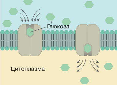 Принцип работы внутреннего белка, транспортирующего глюкозу