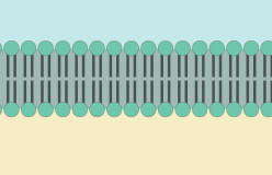 Схема фрагмента плазматической мембраны клетки, толщина 7 - 8 нм
