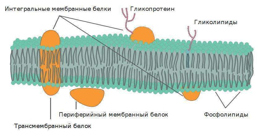 Схема строения плазматической мембраны