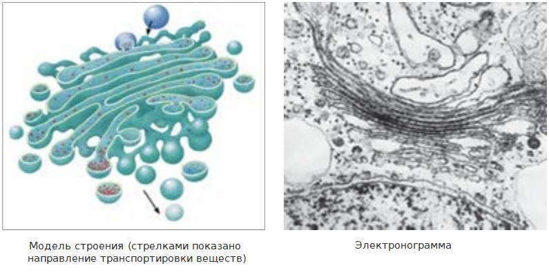 Комплекс Гольджи