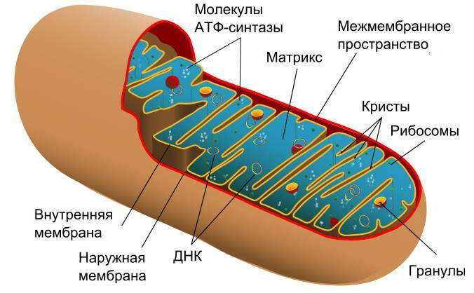 Строение митохондрии