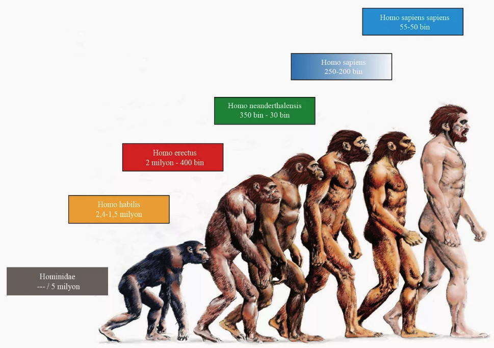 Эволюция Homo sapiens