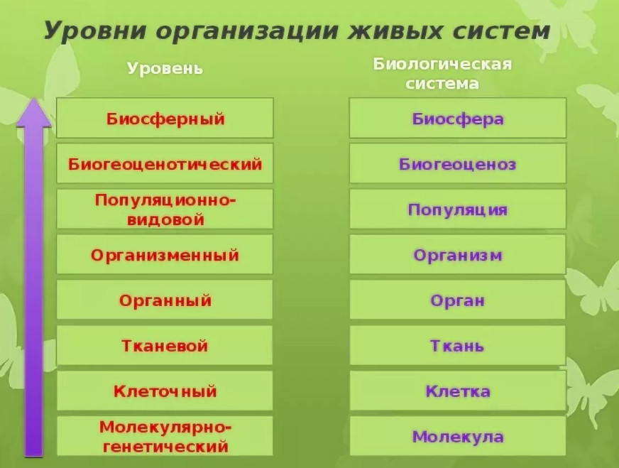 Соподчинение элементов в организме человека