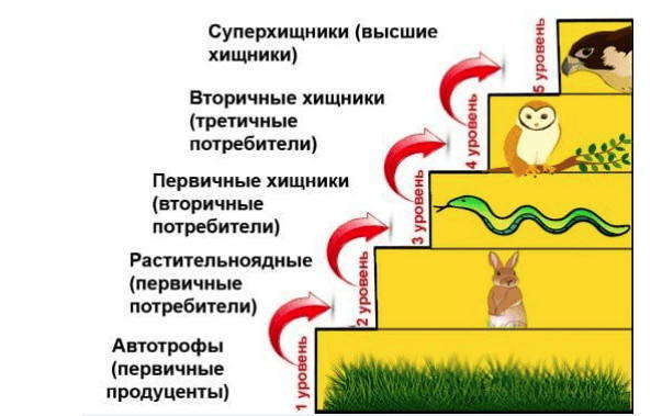 Количество трофических уровней в пищевой цепи. Схему уровней трофической пищевой цепи.. Трофические уровни схема. Вторичные хищники. Вторичные хищники примеры.